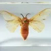 real silkworm moth in resin, moth display