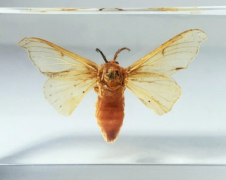 real silkworm moth in resin, moth display