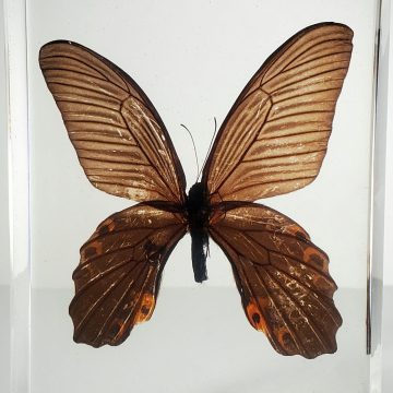 Large butterfly display, Spangle Butterfly in resin