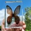 Large Black Butterfly in Resin, Spangle Butterfly, Butterflies in Acrylic