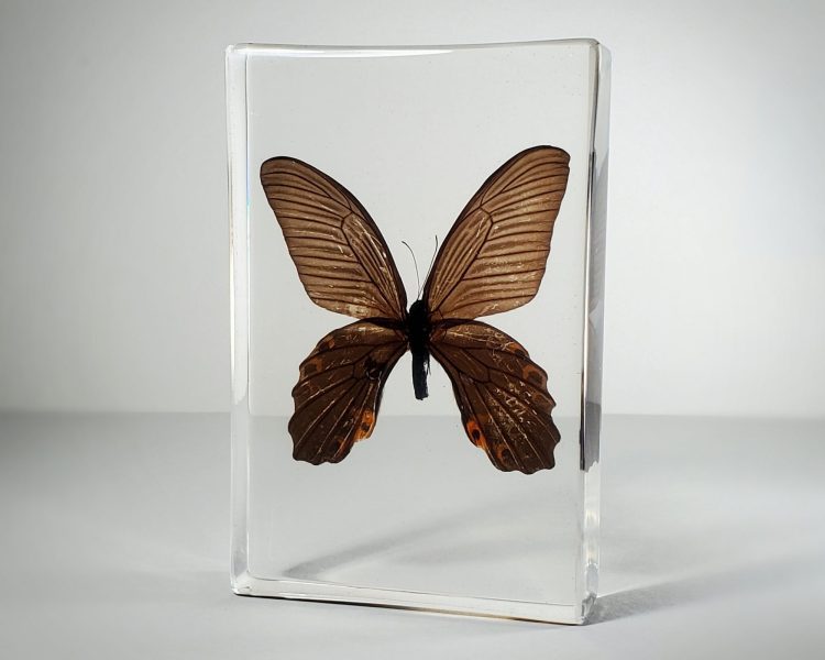 Large butterfly display, Spangle Butterfly in resin