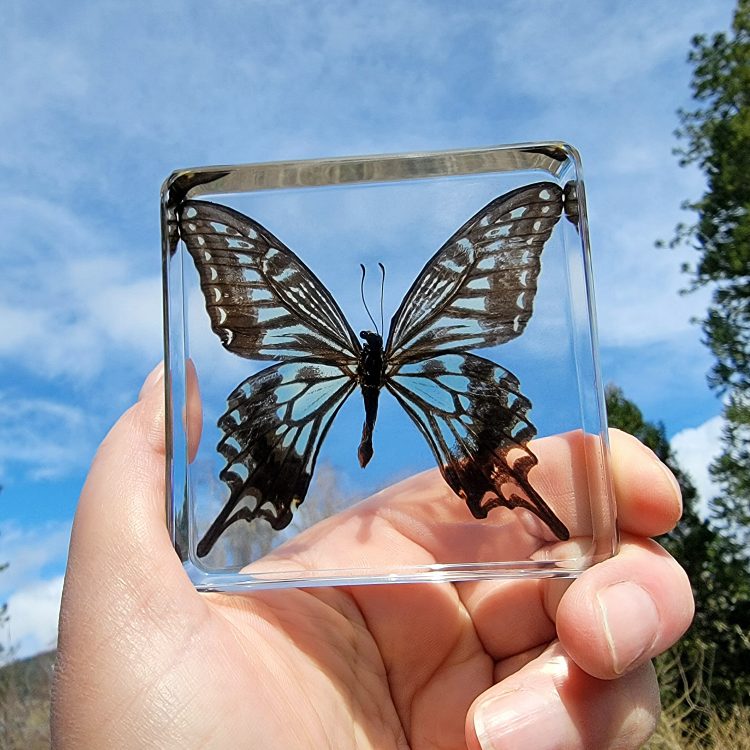 Real Swallowtail Butterfly, Preserved Butterflies, Butterfly in Resin, Bugs in Resin