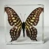 Tailed Jay Butterfly, Wholesale Butterflies In Resin, Wholesale Insects In Resin