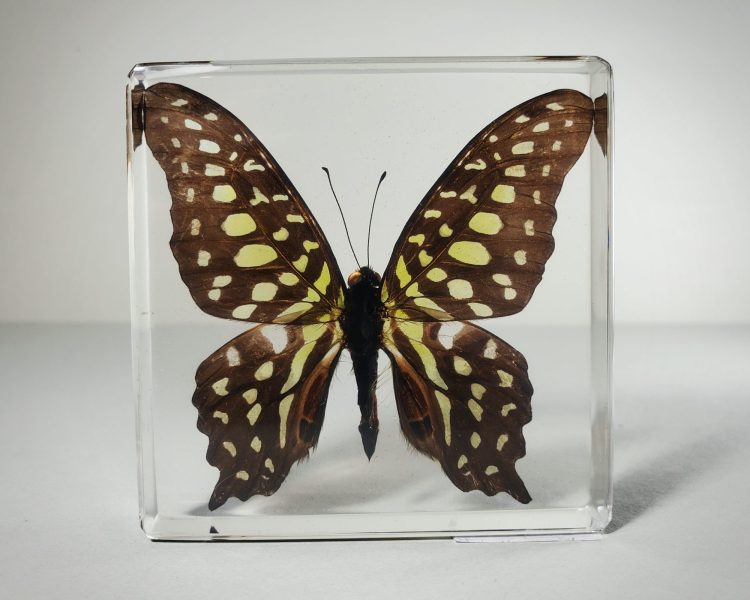 Tailed Jay Butterfly, Wholesale Butterflies In Resin, Wholesale Insects In Resin