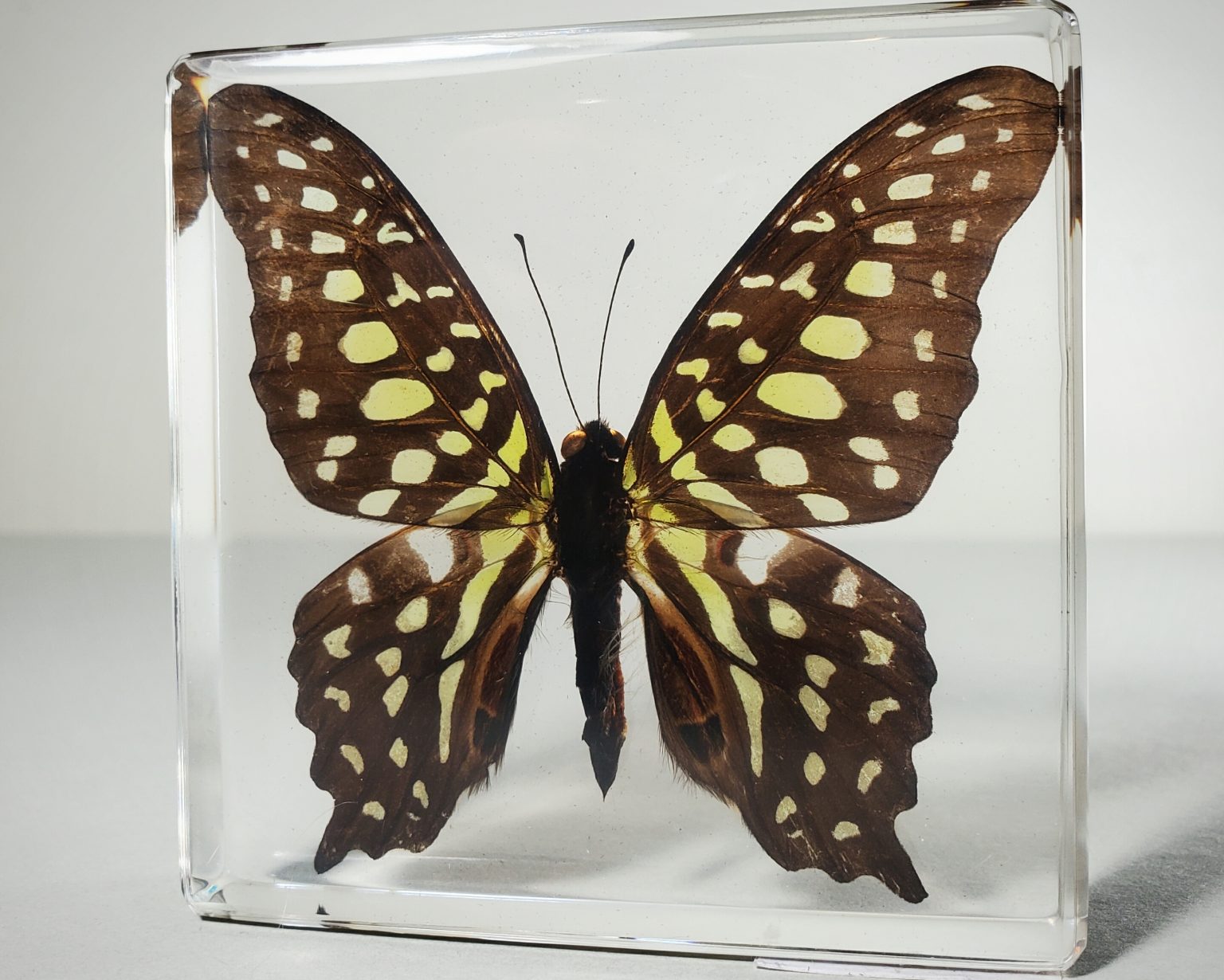 Wholesale Insects in Resin. Bugs in Resin Wholesale, Butterflies, Beetles
