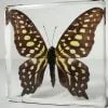 Tailed Jay Butterfly, Wholesale Butterflies In Resin, Wholesale Insects In Resin