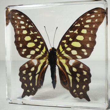 Tailed Jay Butterfly, Wholesale Butterflies In Resin, Wholesale Insects In Resin