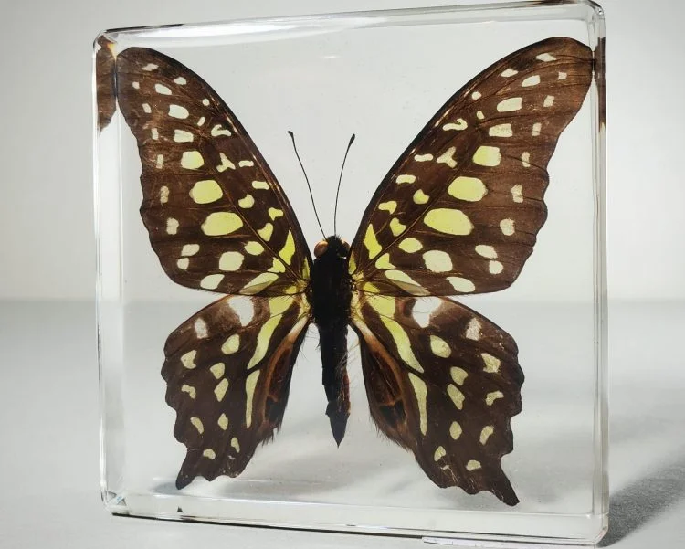 Tailed Jay Butterfly, Wholesale Butterflies In Resin, Wholesale Insects In Resin