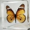 Tiger Butterfly In Resin, Wholesale Butterflies in Resin