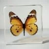 Tiger Butterfly In Resin, Wholesale Butterflies in Resin