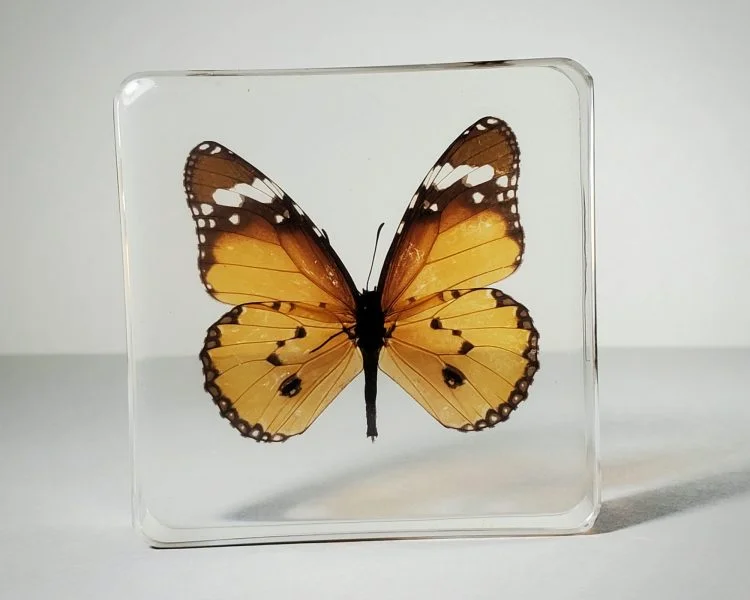 Tiger Butterfly In Resin, Wholesale Butterflies in Resin