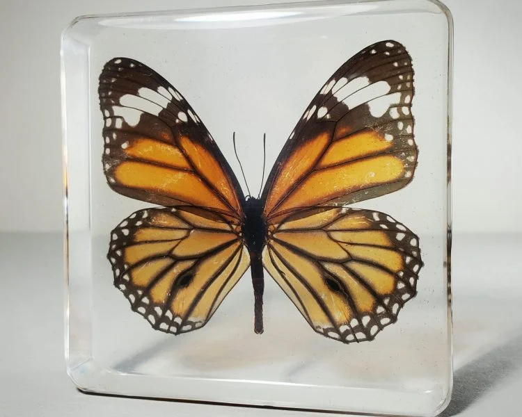 Tiger Butterfly In Resin, Wholesale Butterflies in Resin