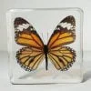 Tiger Butterfly In Resin, Wholesale Butterflies in Resin