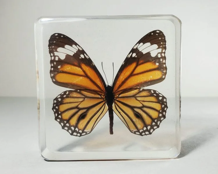 Tiger Butterfly In Resin, Wholesale Butterflies in Resin