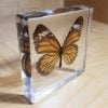 Tiger Butterfly Butterfly In Resin, Preserved Butterflies Wholesale