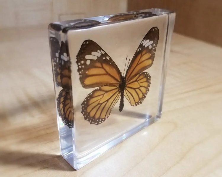 Tiger Butterfly Butterfly In Resin, Preserved Butterflies Wholesale