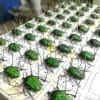 Green Beetle, Wholesale Green Beetle, Bugs In Resin Wholesale, Insects In Resin