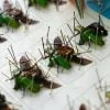 Green Chafer Beetle In Resin, Bugs In Resin, Pinning Beetles