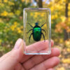 Real preserved chafer beetle, Insects in Resin, Green Beetles