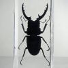 Large stag beetle in resin, Wholesale insects