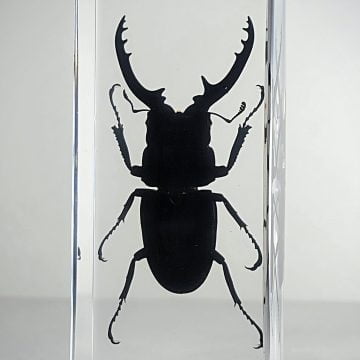 Large stag beetle in resin, Wholesale insects