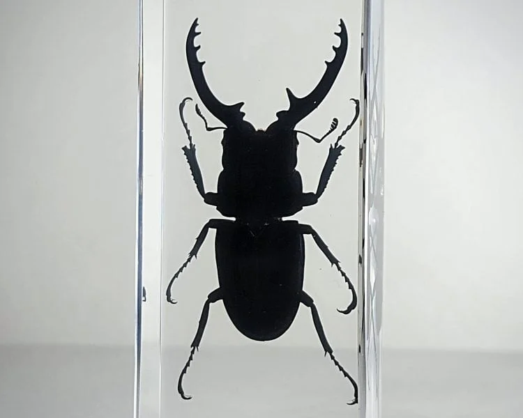 Large stag beetle in resin, Wholesale insects