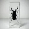 Large stag beetle in resin, Wholesale insects