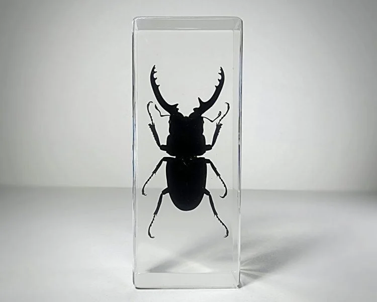 Large stag beetle in resin, Wholesale insects