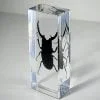 Large stag beetle in resin, Wholesale insects