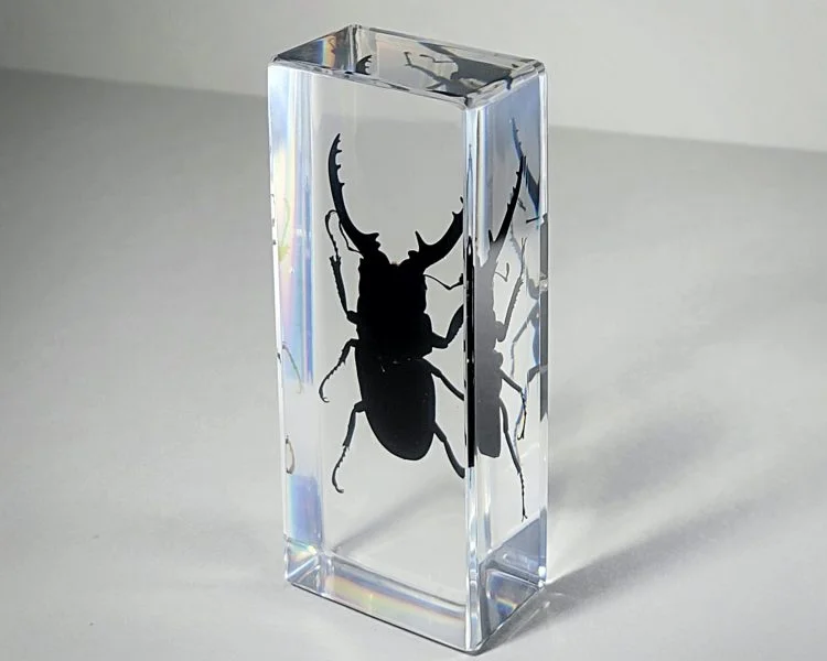 Large stag beetle in resin, Wholesale insects