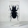 Huge Stag Beetle In Resin, Insects In Resin Wholesale