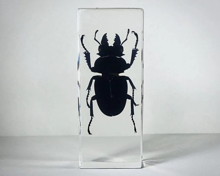 Huge Stag Beetle In Resin, Insects In Resin Wholesale