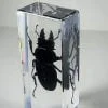 Huge Stag Beetle In Resin, Insects In Resin Wholesale