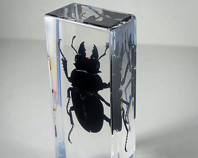 Huge Stag Beetle In Resin, Insects In Resin Wholesale