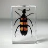 Blister Beetle In Resin, Insects In Resin