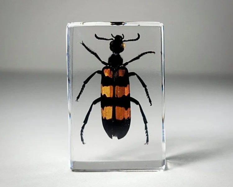 Blister Beetle In Resin, Insects In Resin