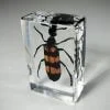 Blister Beetle In Resin, Insects In Resin