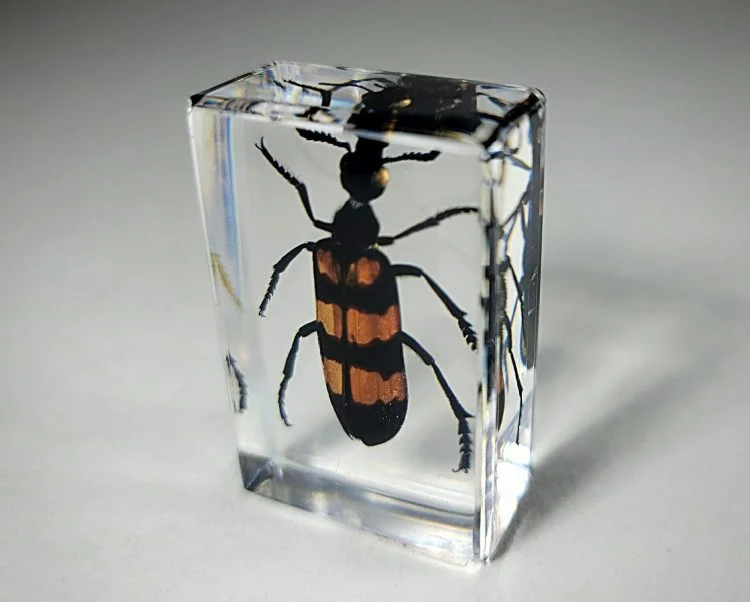 Blister Beetle In Resin, Insects In Resin