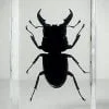 Stag Beetle In Resin, Dorcus Titanus