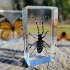 Wholesale Insect Specimens, Insects In resin