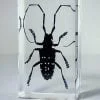 Longhorn Beetle In Resin, Real Beetle Specimen, Real Bug