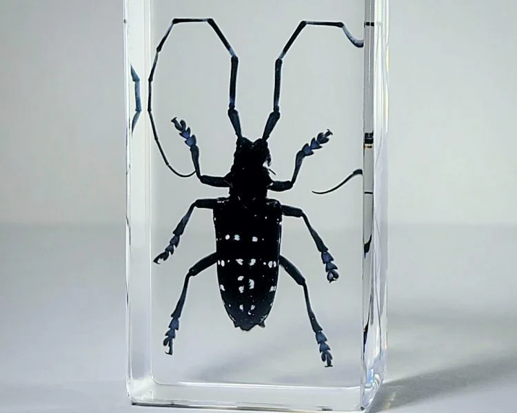 Longhorn Beetle In Resin, Real Beetle Specimen, Real Bug