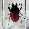 Stag Beetle In Resin, Swinhoei Beetle