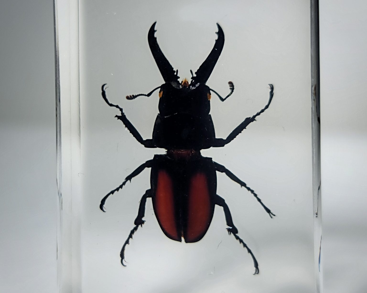 Wholesale Insects in Resin. Bugs in Resin Wholesale, Butterflies, Beetles