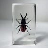 Stag Beetle In Resin, Wholesale Beetles, Spineus