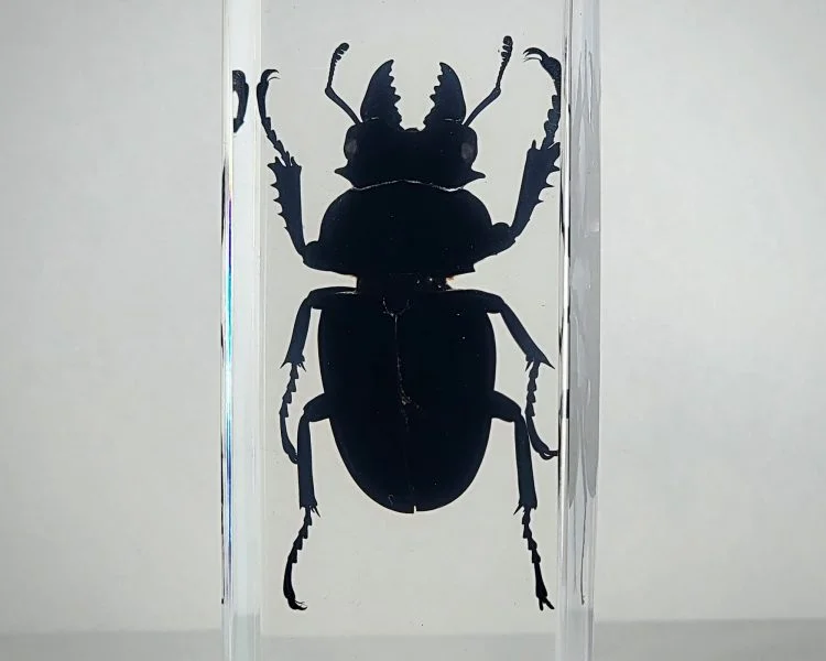 Huge Stag Beetle In Resin, Insects In Resin Wholesale