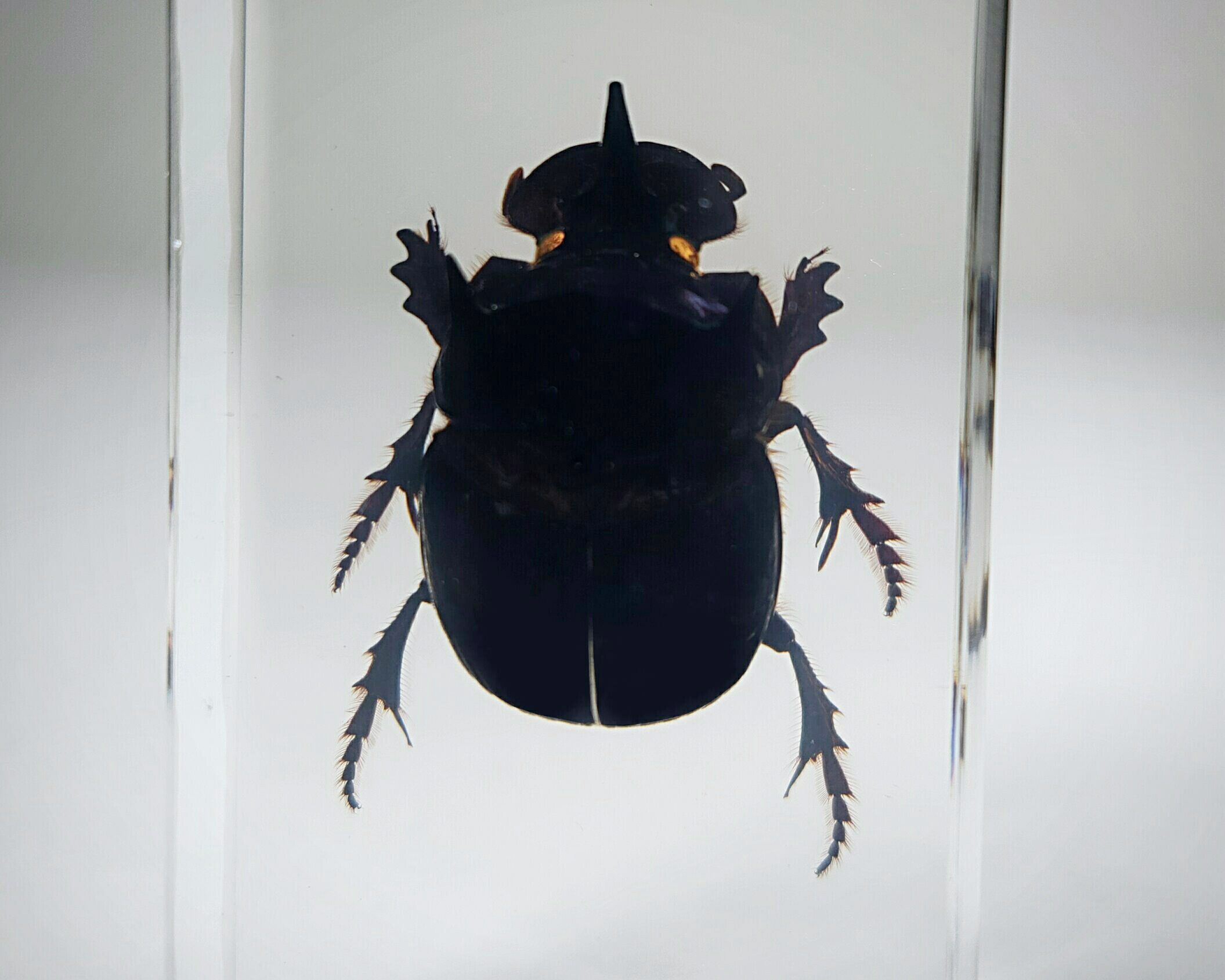 Dung Beetle In Resin, Real Scarab Beetle