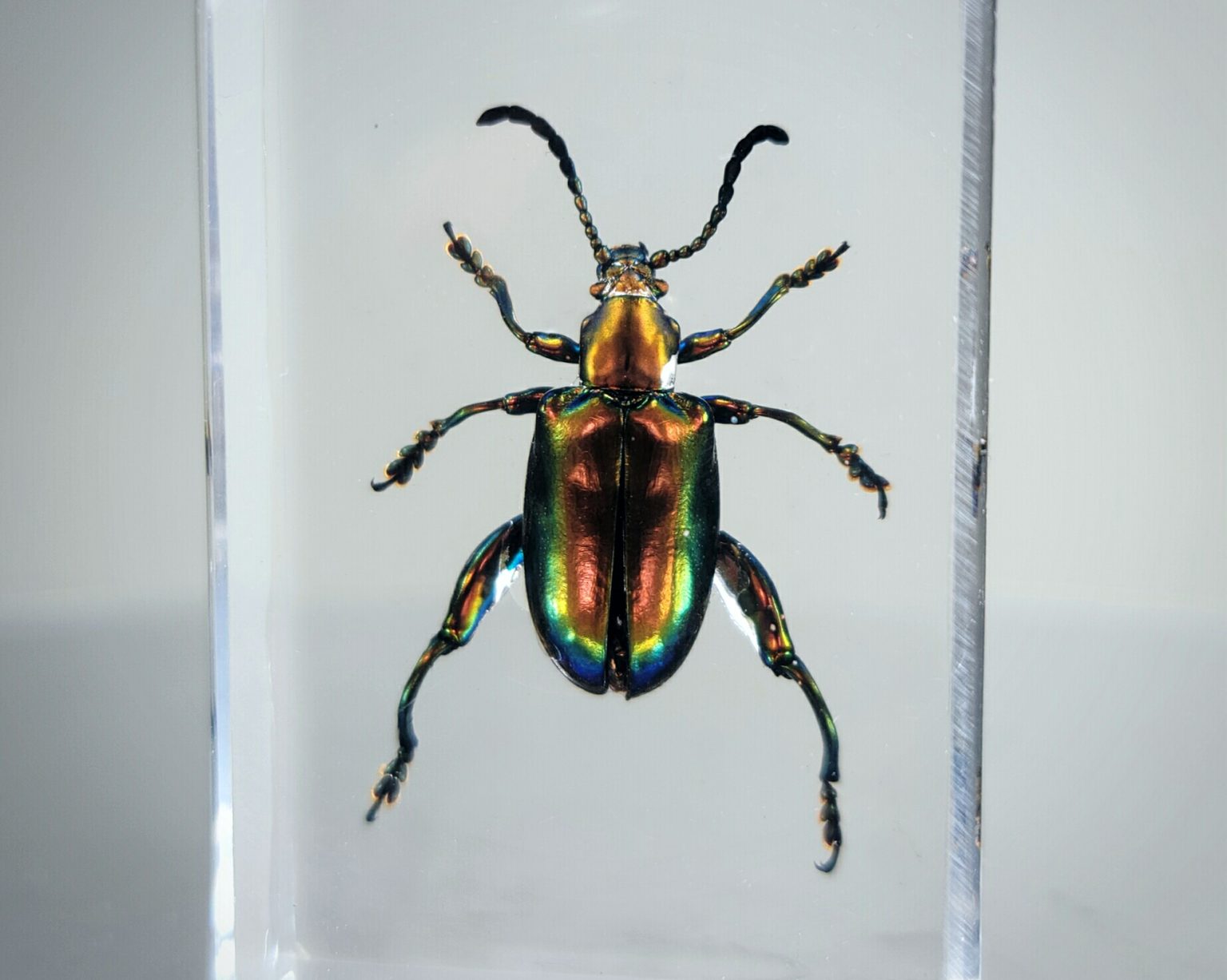 Wholesale Insects in Resin. Bugs in Resin Wholesale, Butterflies, Beetles