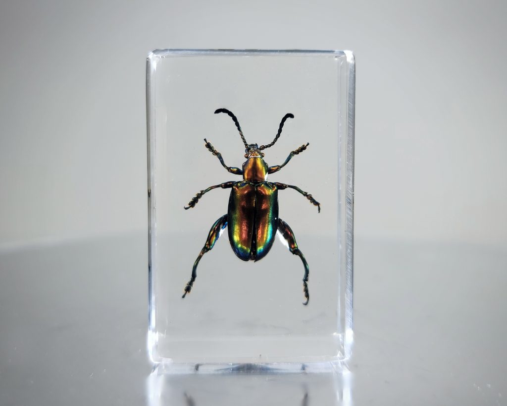 Jeweled Frog Beetle in Resin, Sagra buqueti Insects In Resin