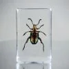 Jeweled Frog Beetle In Resin, Wholesale Beetles